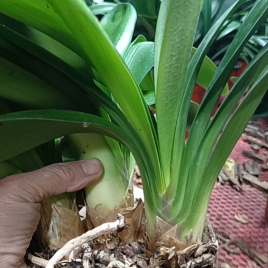 君子兰群里兰三个头