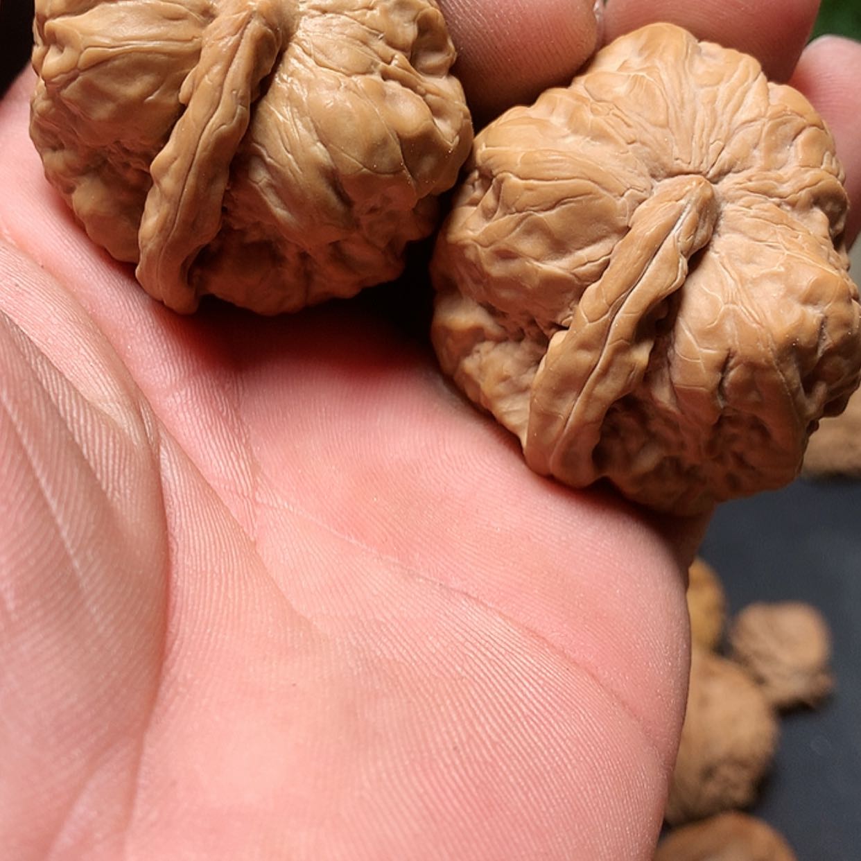 【闪购商品】文玩核桃把件蛤蟆头山地把件