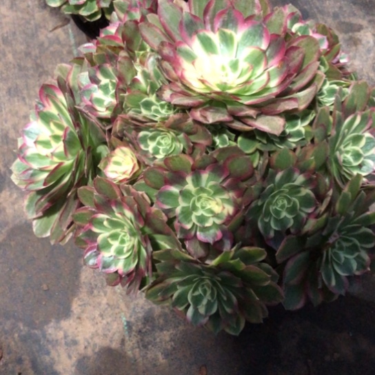 冬***来无花朵玉芙蓉法师多肉植物702号