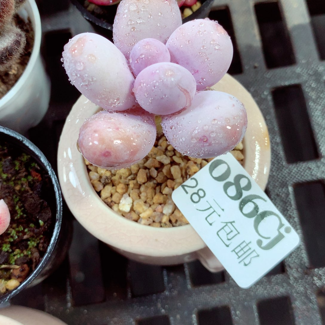 5厘米盆精控多肉086