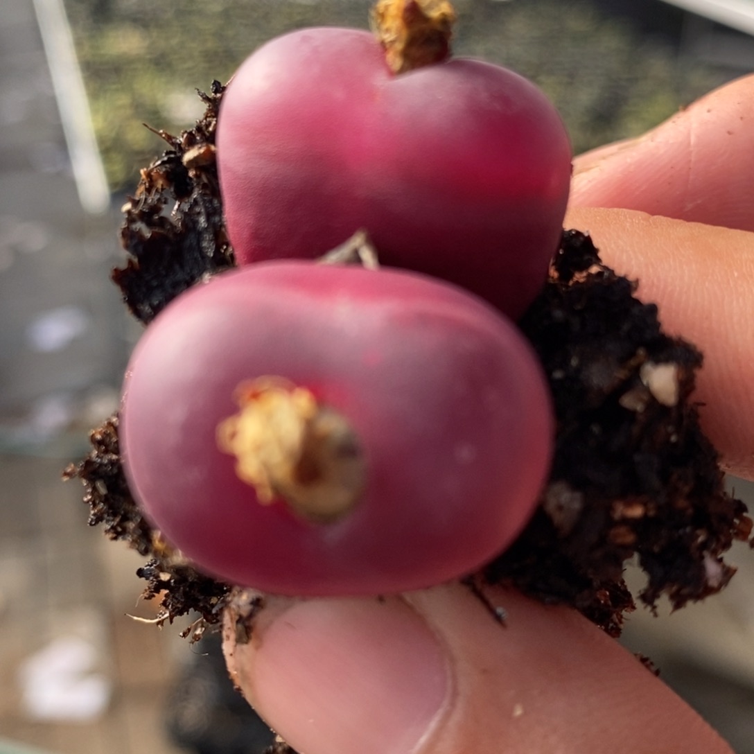 1552一颗一颗一颗