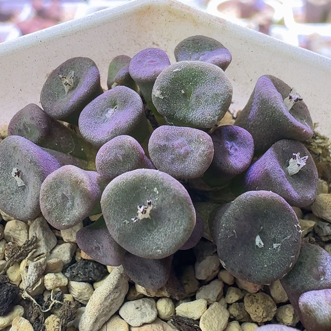 111号纽扣群一物一拍