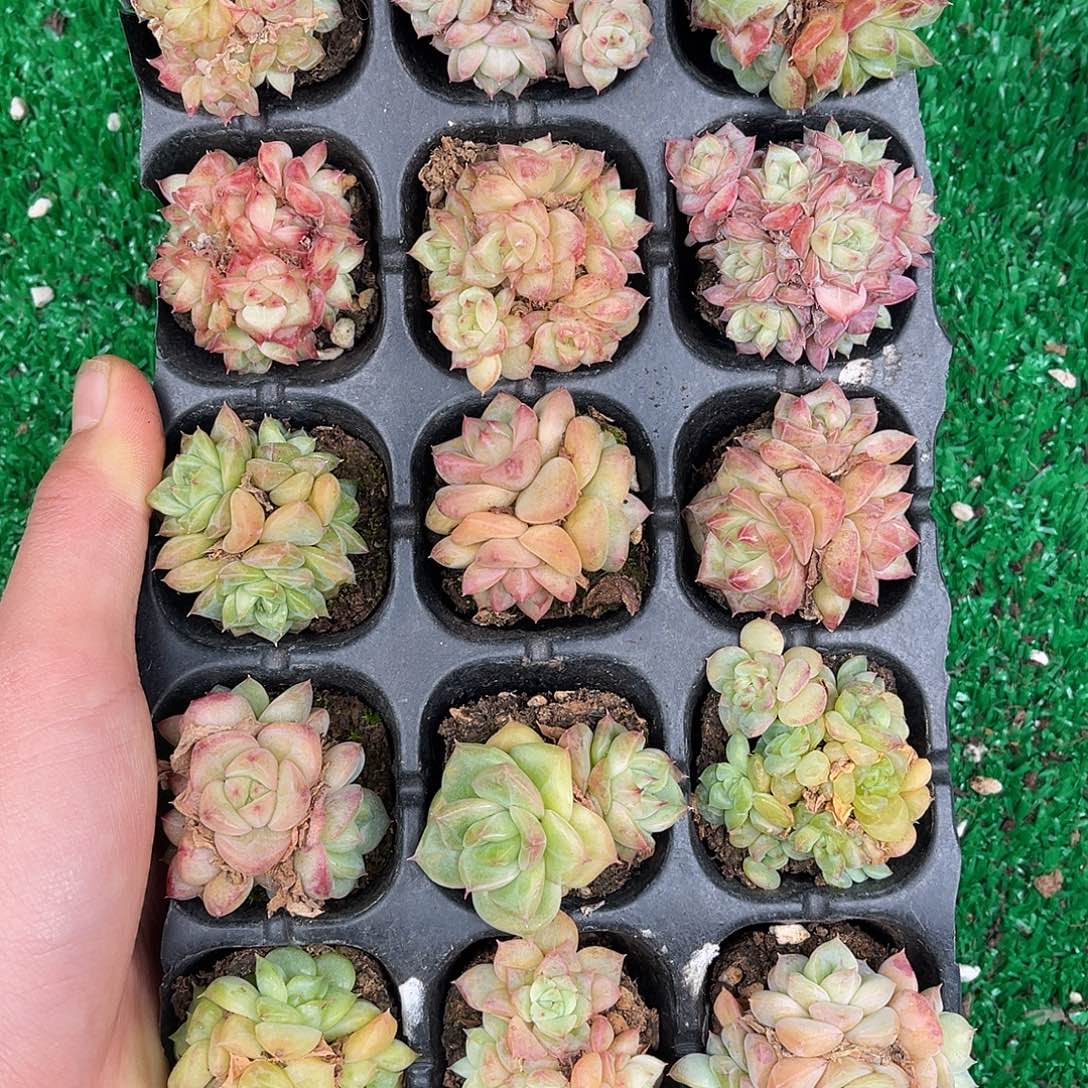 多肉一物一拍30-50