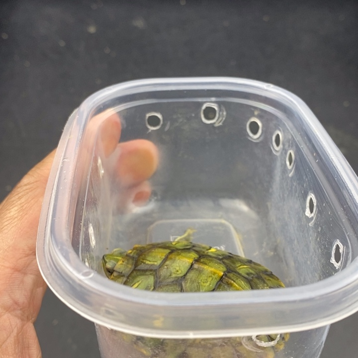 巴西彩龟母66666666