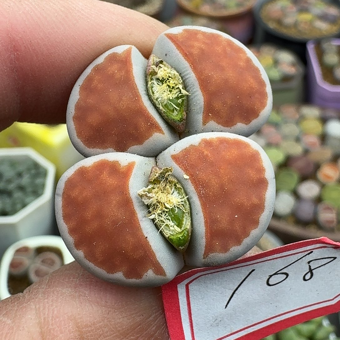 168多肉哈哈哈哈哈哈哈