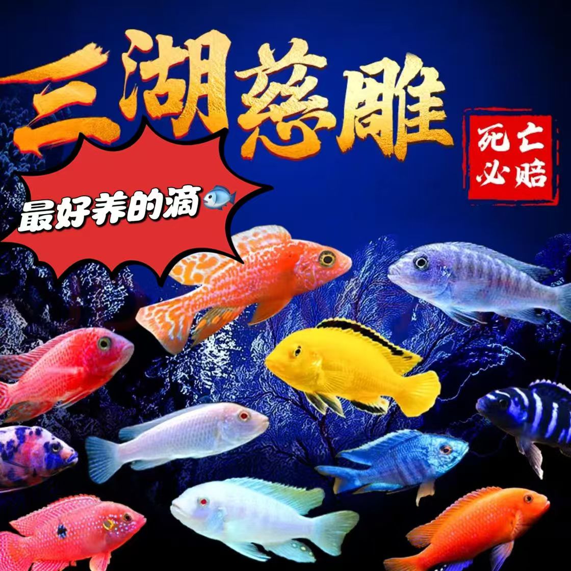 观赏鱼邮费补价链接