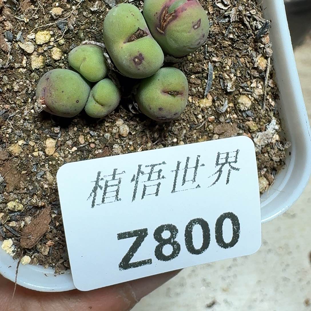 800号多肉植物哇f g