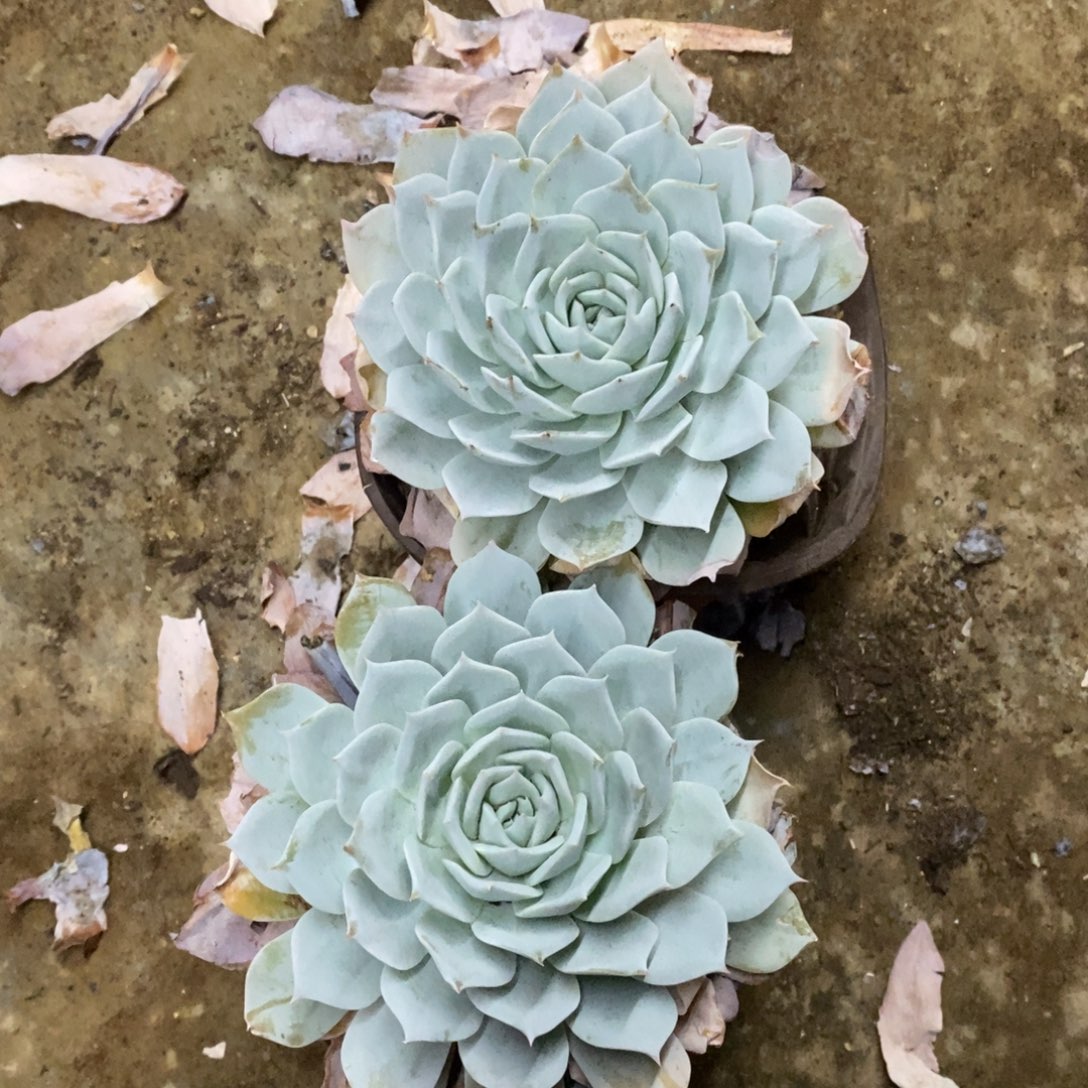 薄叶蓝鸟单头精控两盆