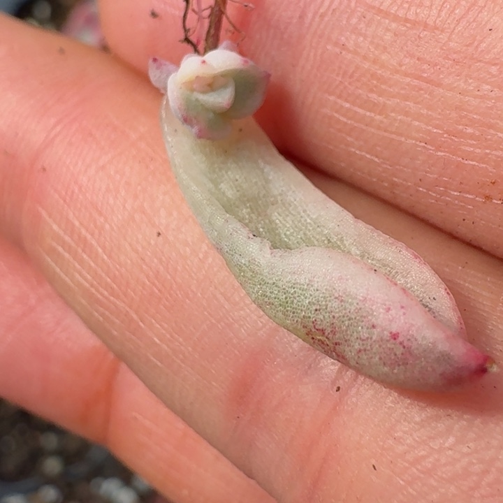 金蝉覆轮一物一拍046