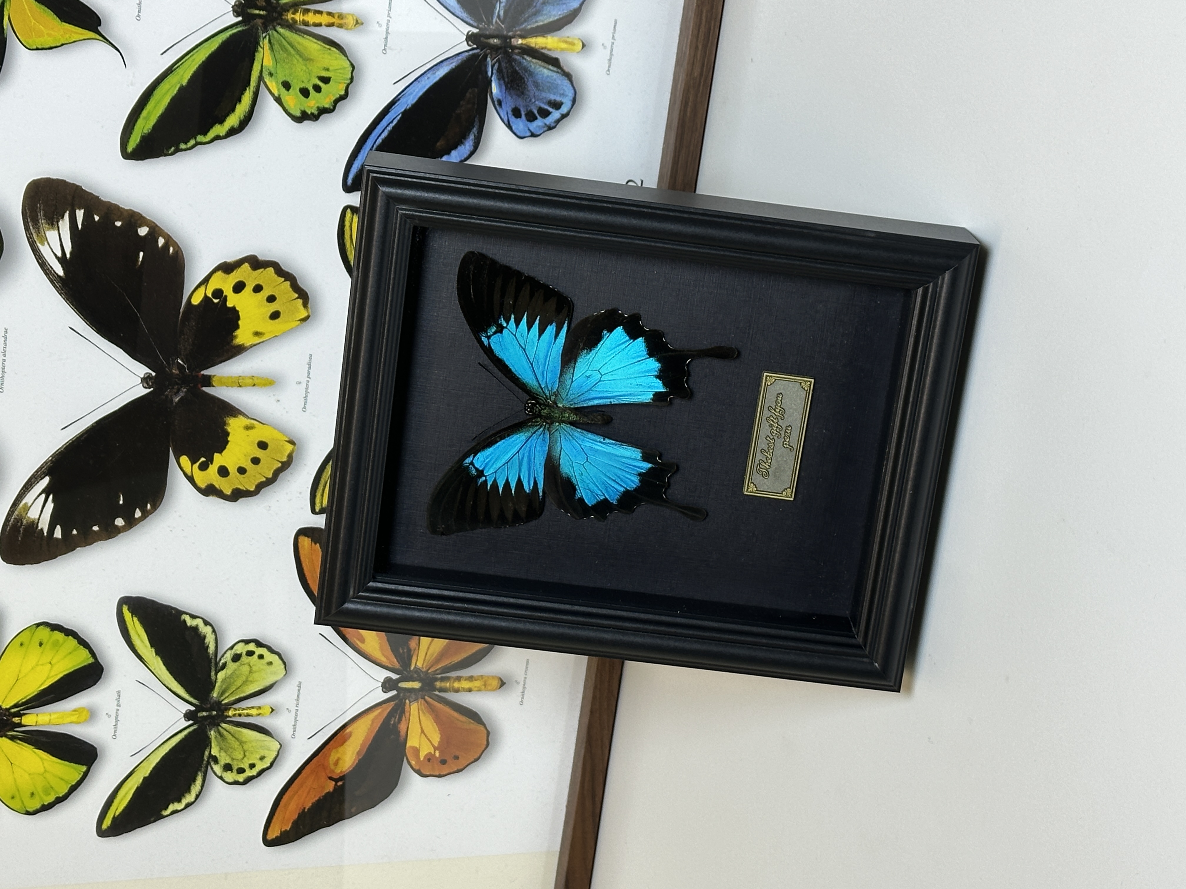 天堂凤蝶标本装饰画真蝴蝶相框装饰摆件礼物高级高品质