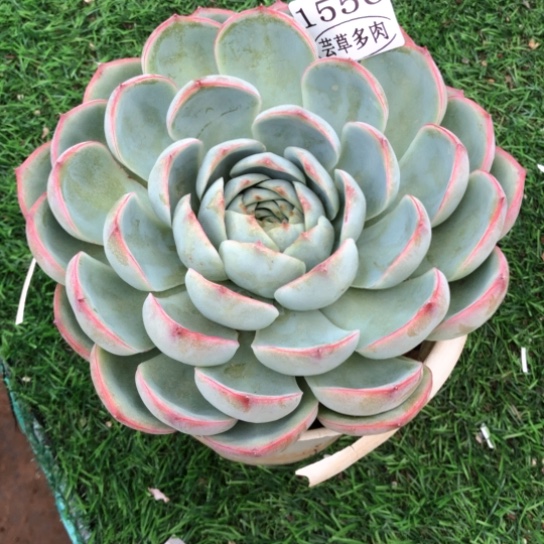 侧影，1556，一物一拍