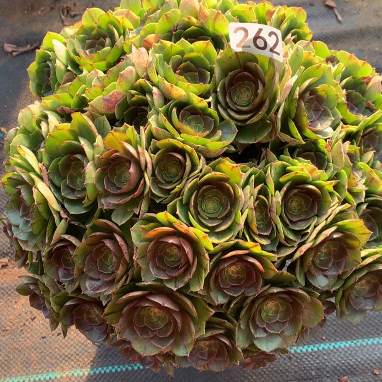 【闪购商品】262万拉丝