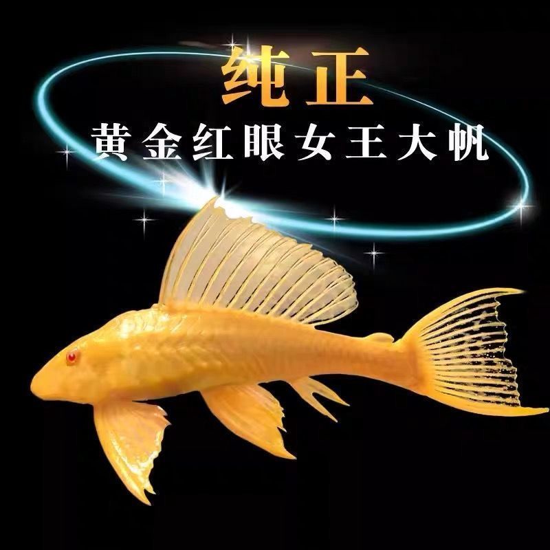 女王大帆红眼清道夫淡水清洁鱼除青苔褐藻观赏鱼