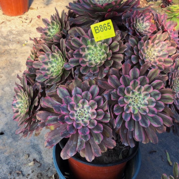 遇**.粉黛多肉865000000000