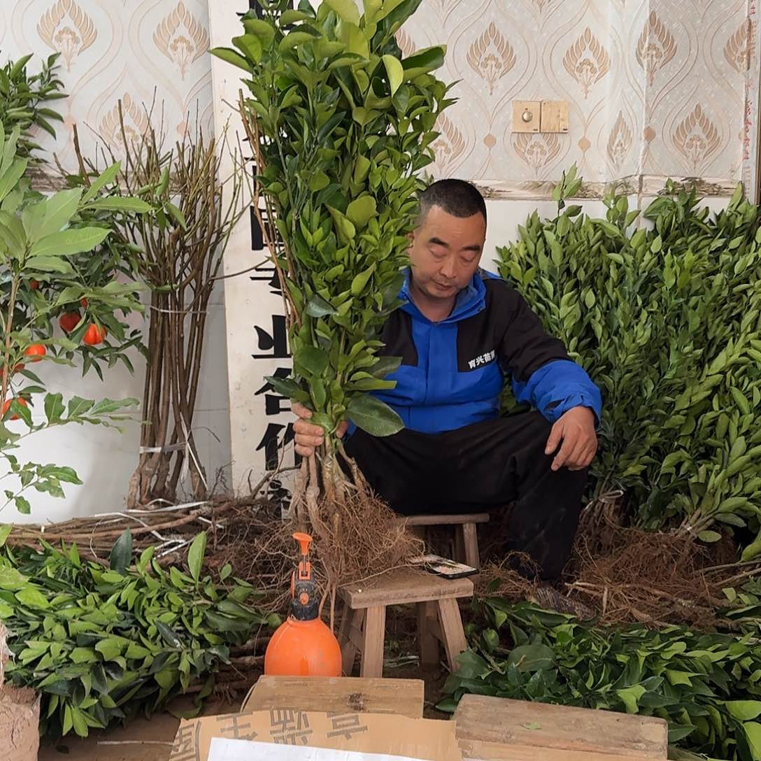 完全开放果树苗11颗组合