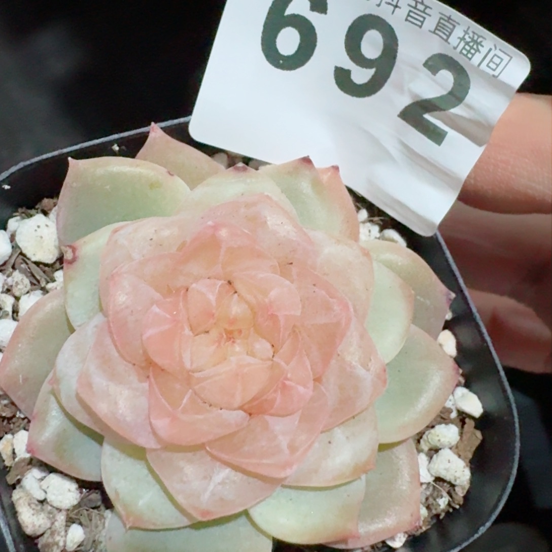 孤品         精品多肉