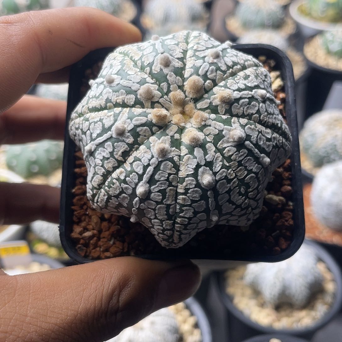 一物一拍泰系实生 107