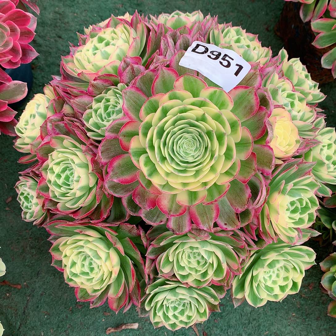 ?***?951.海王多肉植物