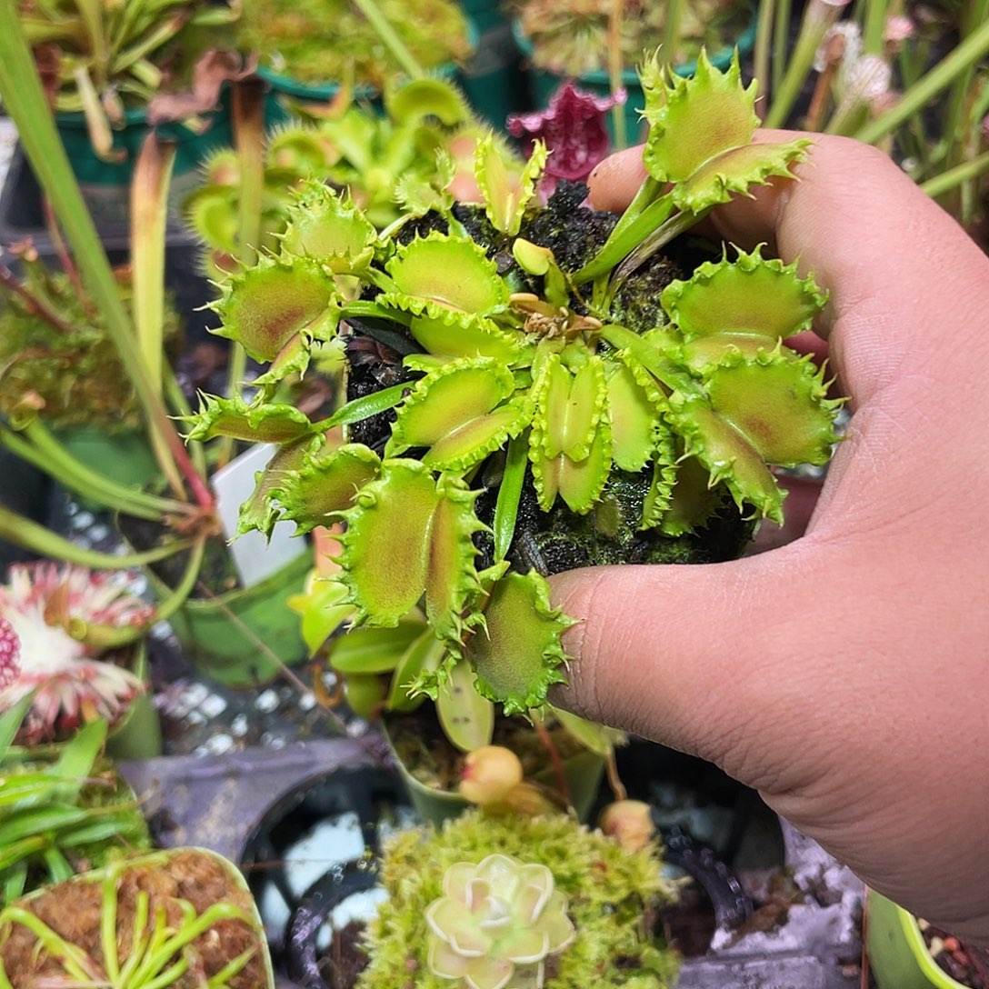 完全开放饺子捕蝇草