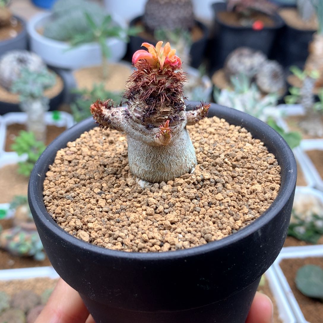 带盆象鼻大戟多肉