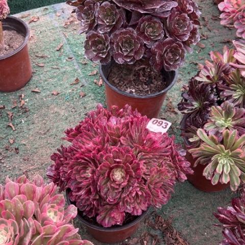 旭***173玫瑰，093白月光