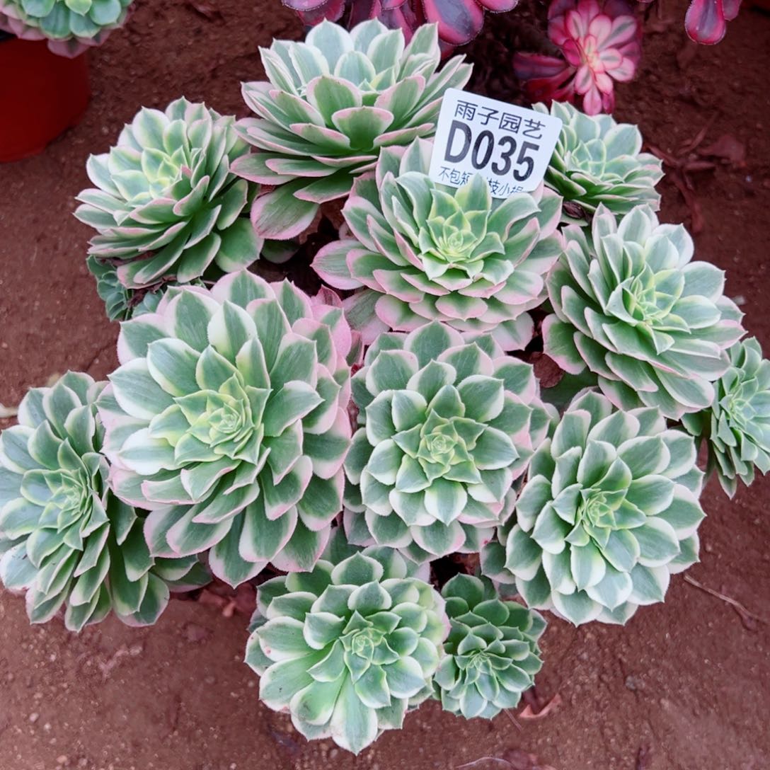 035海王雨子多肉植物