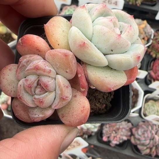 89新品珍妮多肉植物多