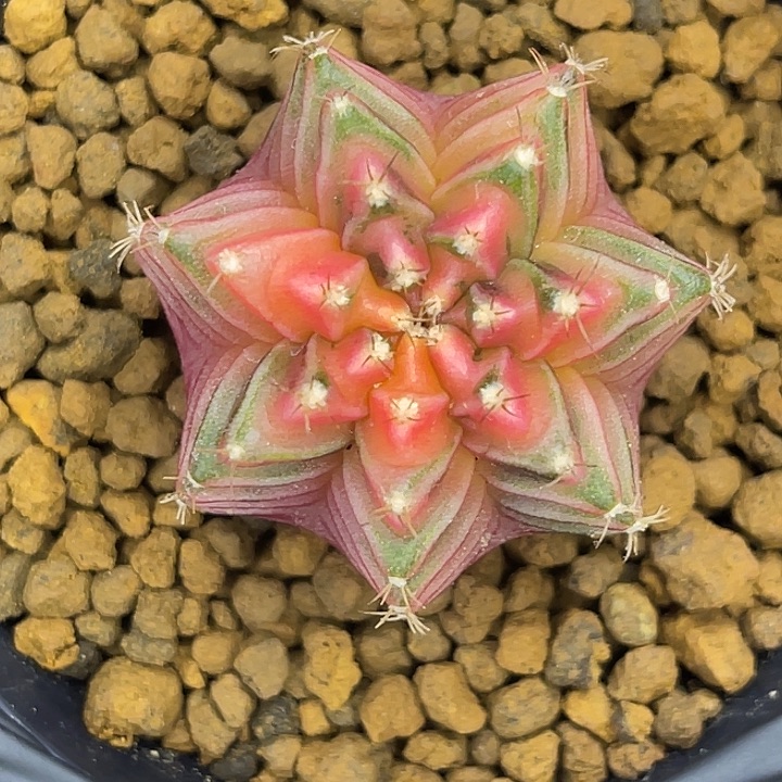 粉色回忆 一物一拍 