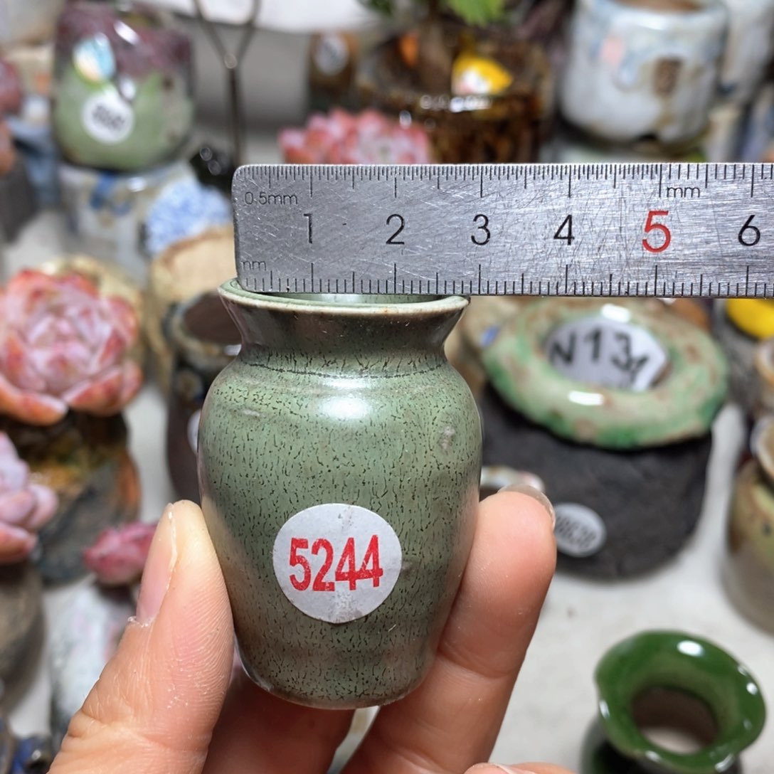 囡**茉花盆拍3送一个小礼物