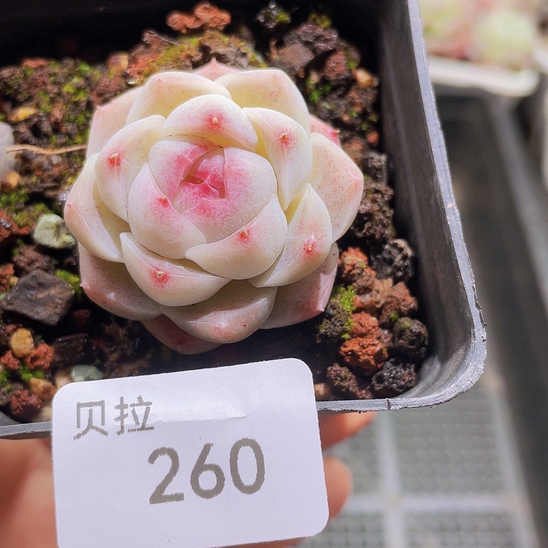 260 精品多肉一物一拍