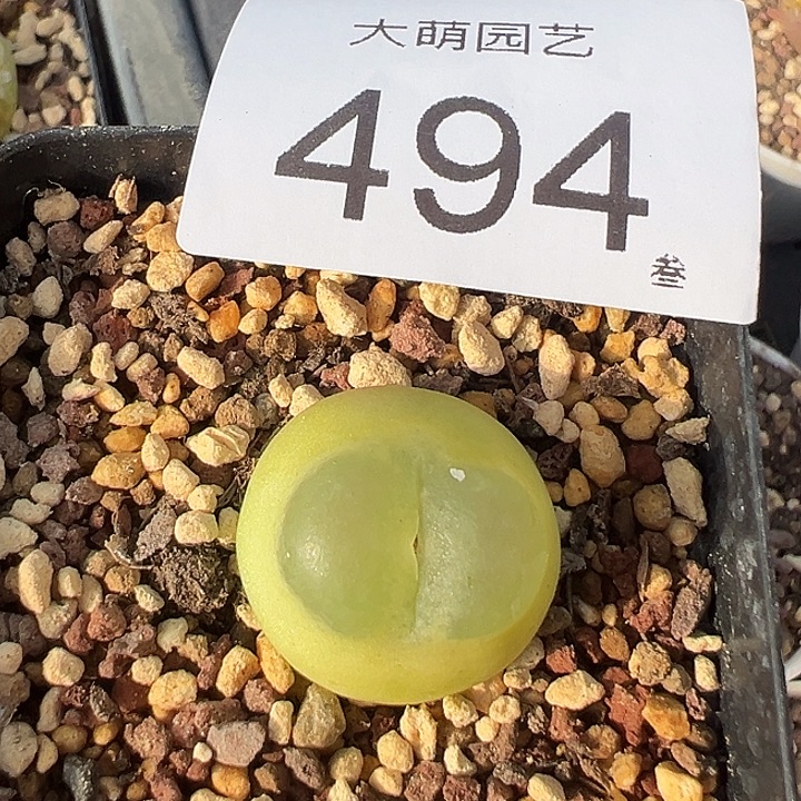 一物一拍脱土发。 494