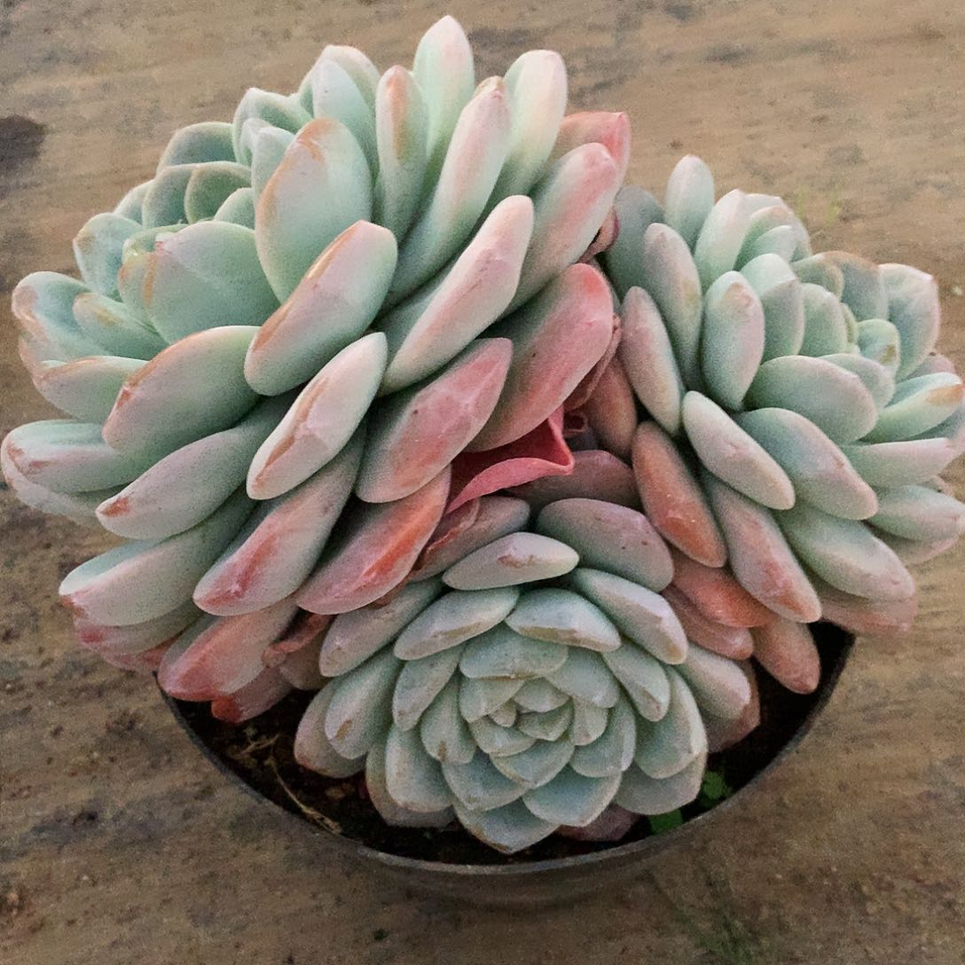 冰玉多肉一物一拍