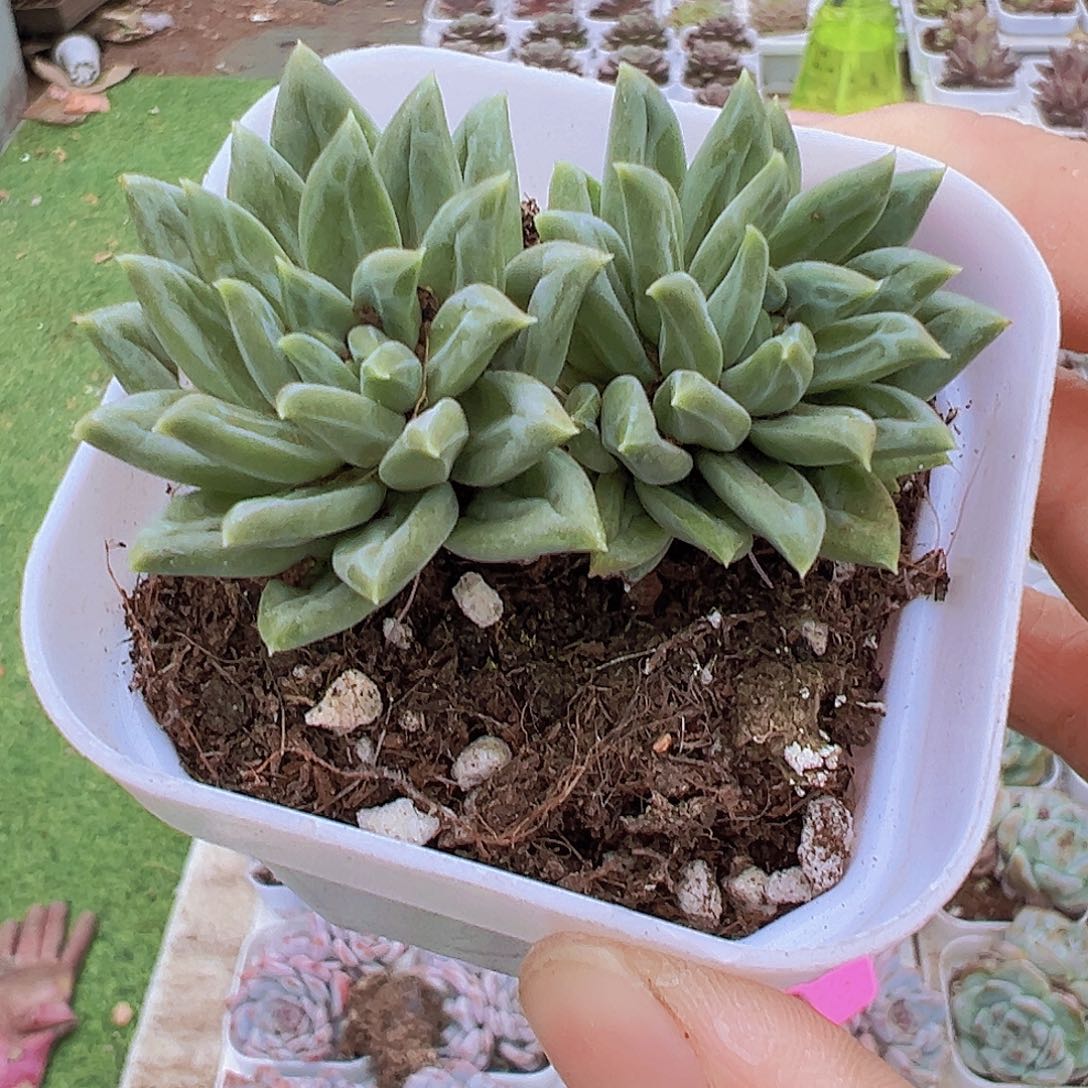 双头陨石19包邮多肉植物
