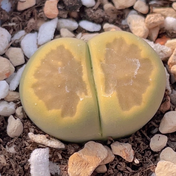 289885886888895885588