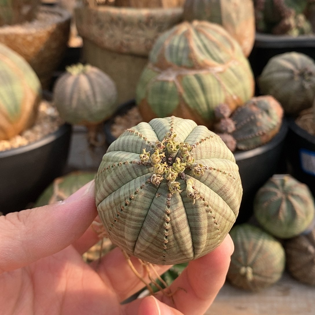 欧系实生布纹球多肉植物