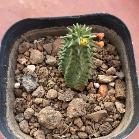 海胆大戟2仙人球