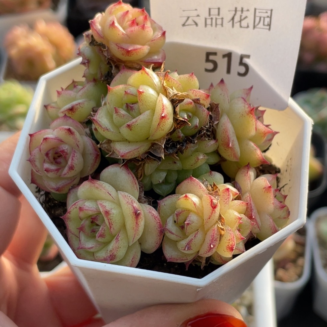 515号糖心冰心珍妮 不包整带盆