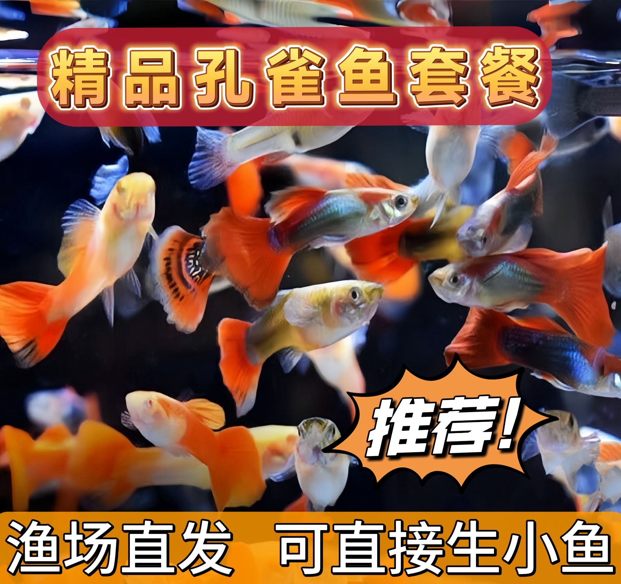 精品孔雀鱼套餐好养耐活适合新手入门公母搭配12条10+2备损