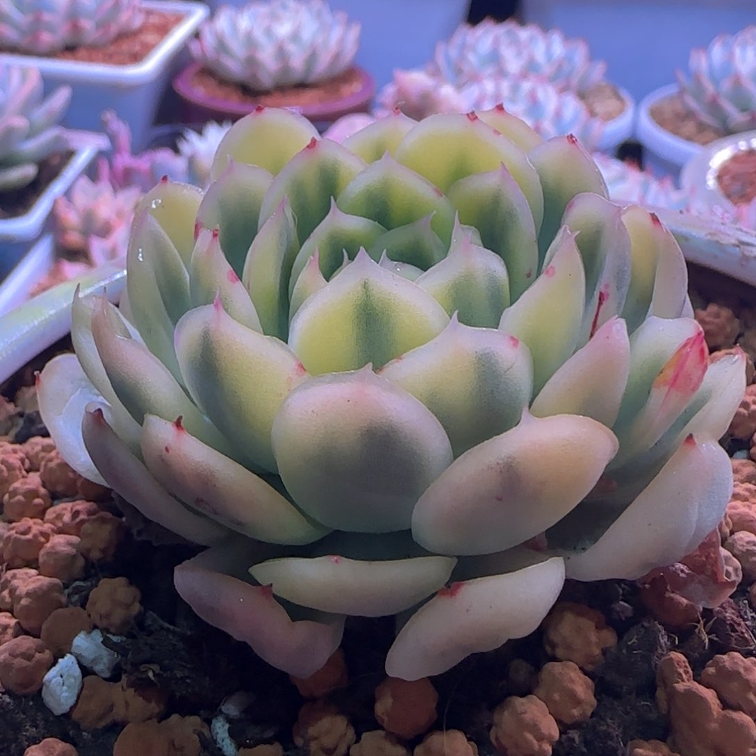 草莓冰锦 多肉植物