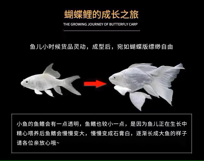 16-18高品质蝴蝶鲤   白色短球  精品鱼自家渔场好养爱活