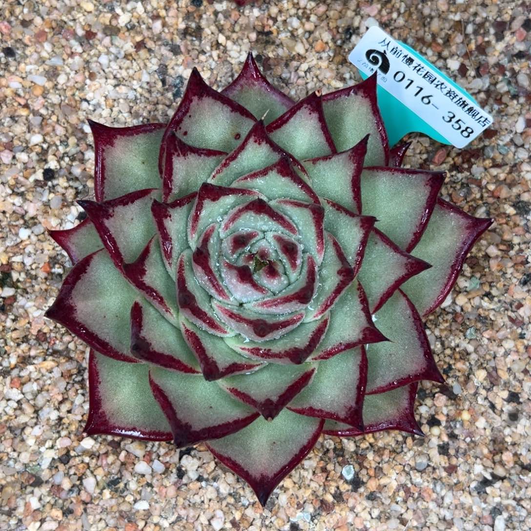 多肉精选编号0116.358