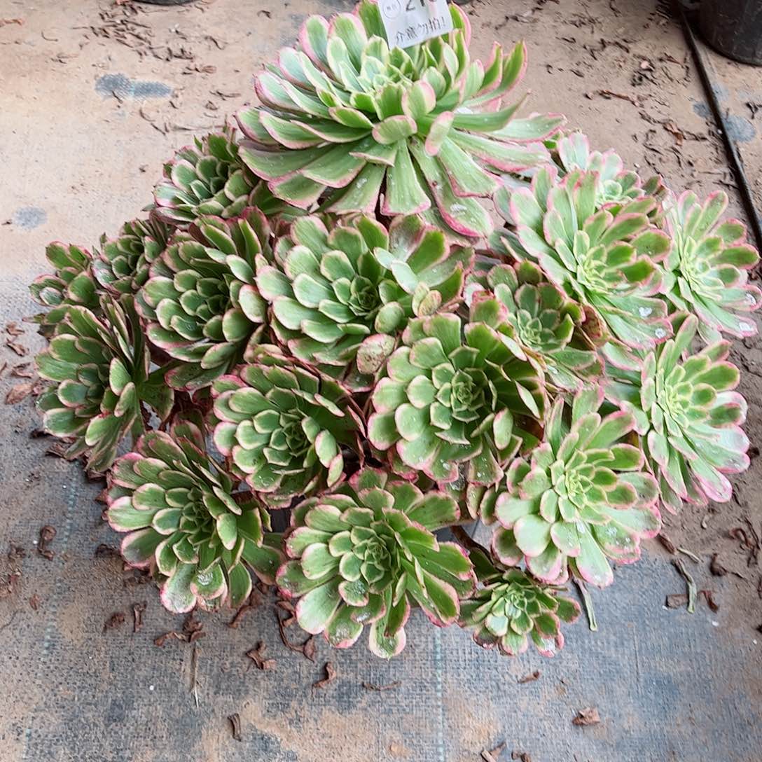 无花朵多肉植物云彩216