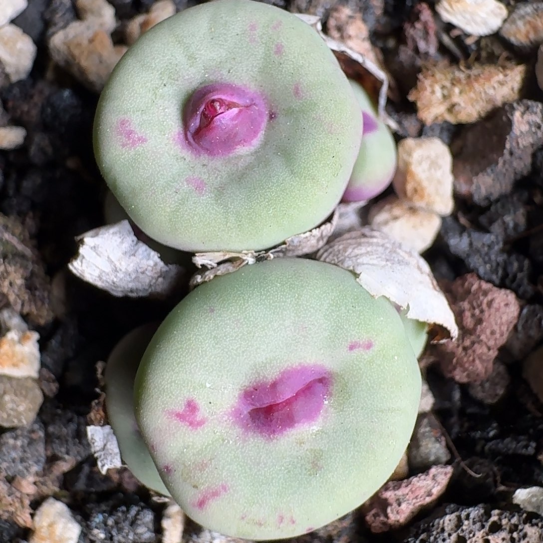 绫***素ts427同产地嘴一群