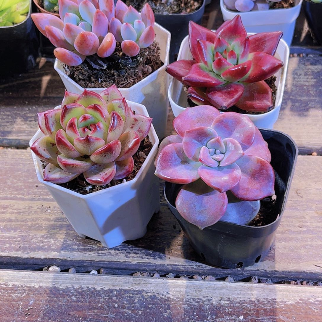 夜魔侠。紫乐 罗卡。奥普