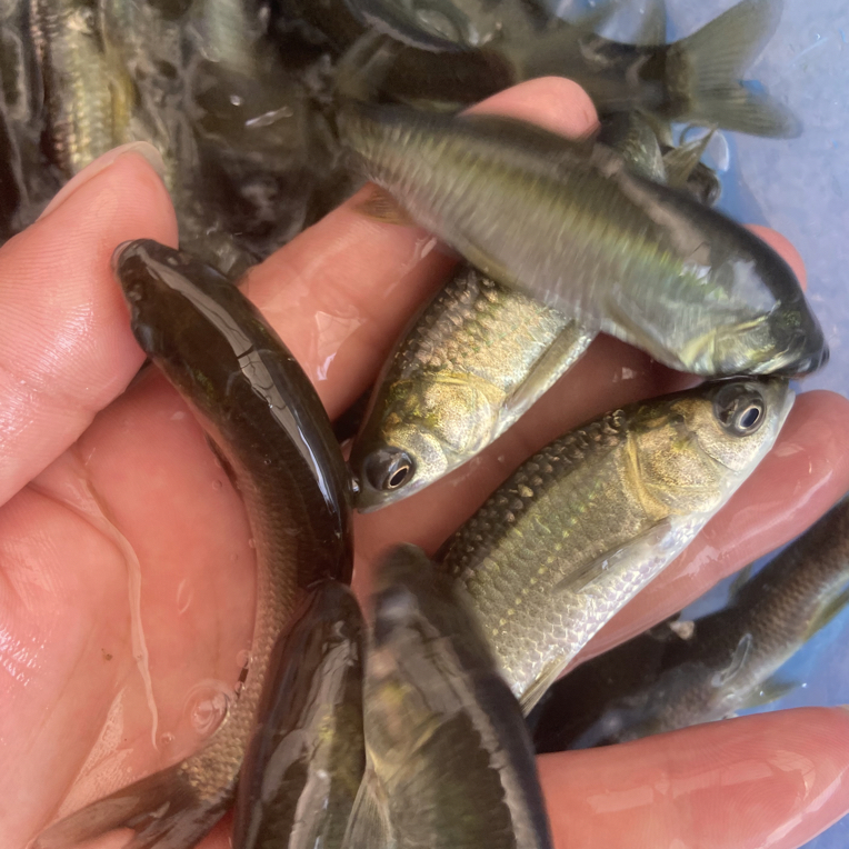 优质螺蛳青鱼苗正宗乌棒皖鱼灰草鱼苗批发淡水养殖食用宠物活体鱼
