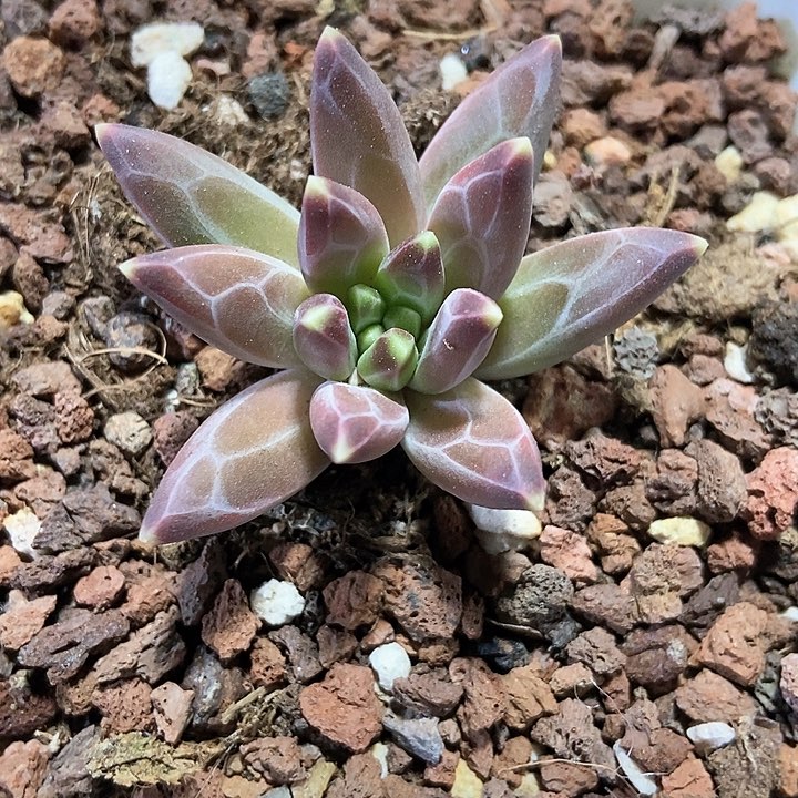 多肉植物章鱼美人1245