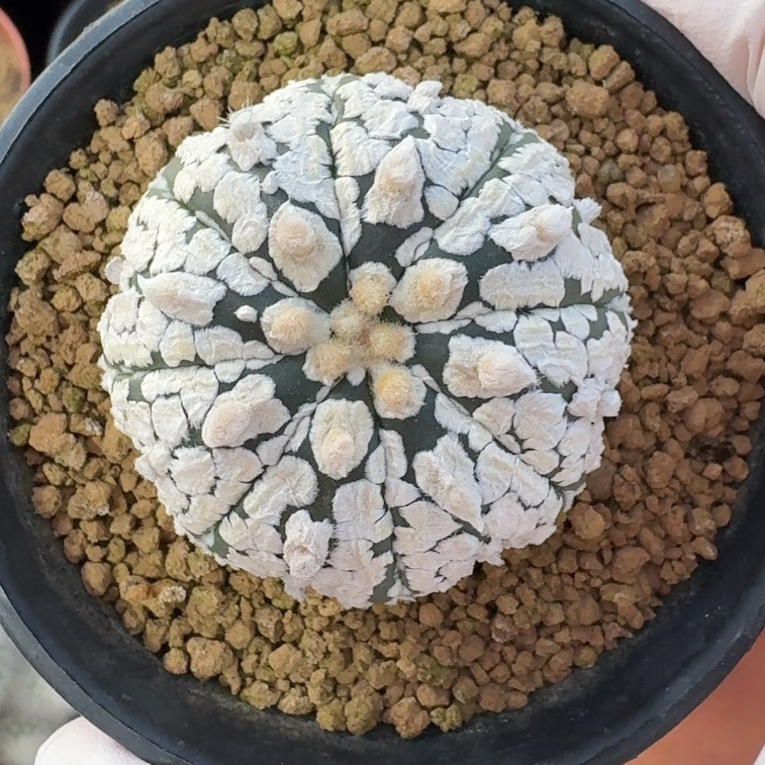 浓白超兜仙人球126