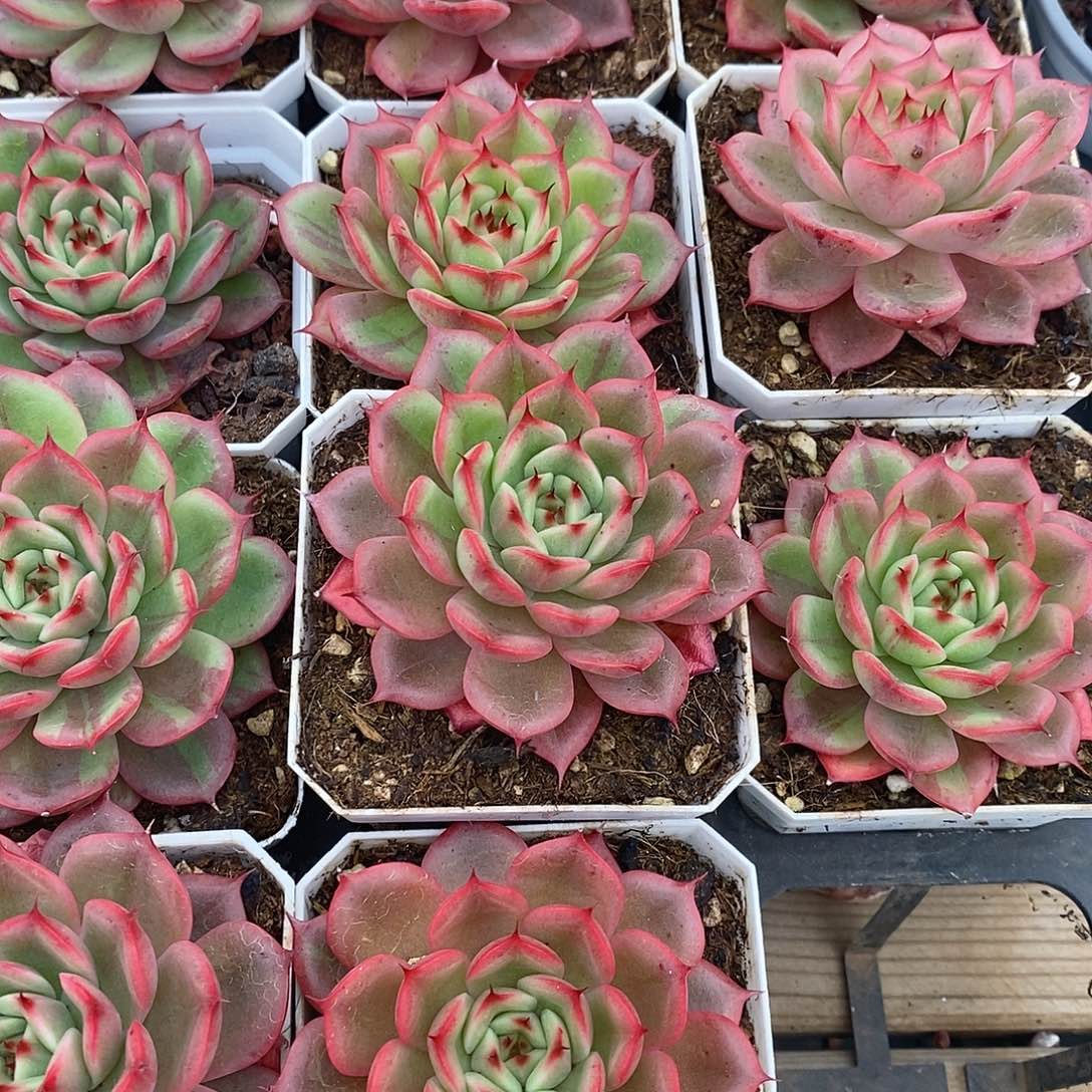 星巴克锦，福利多多