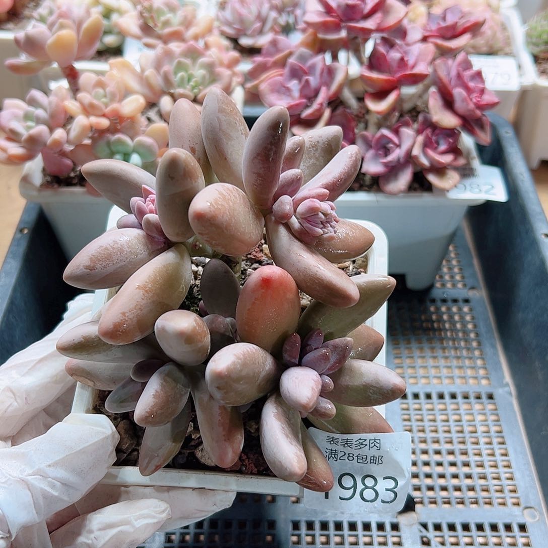 多肉一物＿拍1983