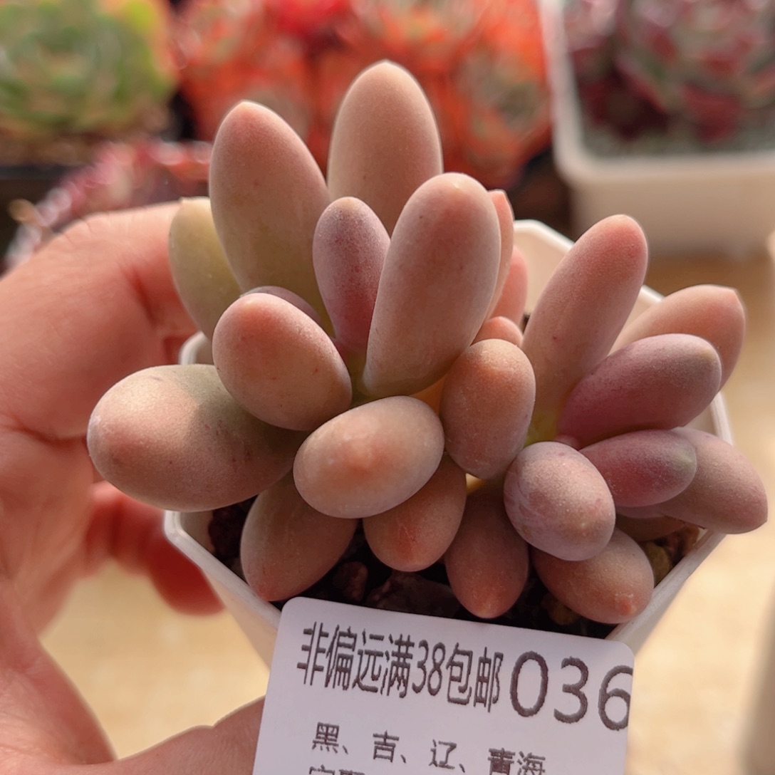 036糖果美人德华多肉